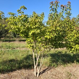 ACER cissifolium