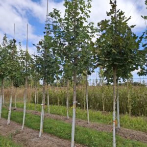 ACER opalus