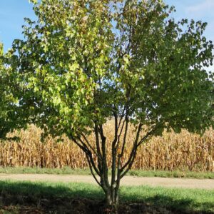 ACER rubrum