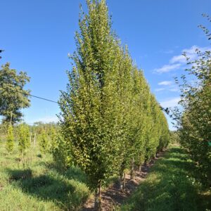 CARPINUS betulus 'Fastigiata'