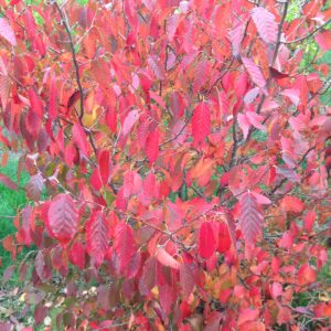 CARYA laciniosa