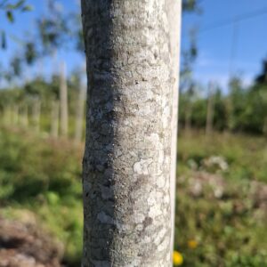 CARPINUS coreana