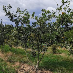 CRATAEGUS mexicana