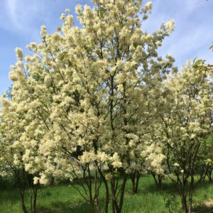 FRAXINUS mariesii