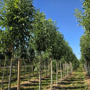 FRAXINUS pennsylvanica 'Cimarron'