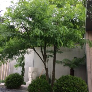 GLEDITSIA triacanthos 'Skyline'