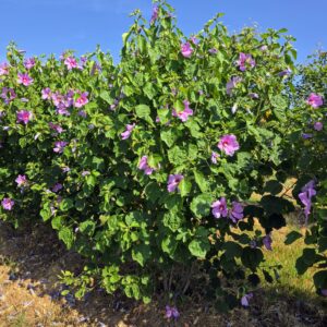 HIBISCUS sinosyriacus