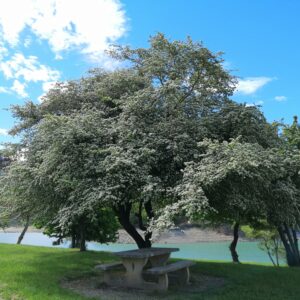 CRATAEGUS monogyna