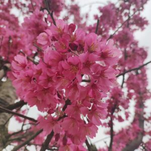 PRUNUS 'Pink Giant'