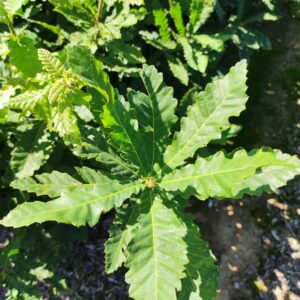 QUERCUS castaneifolia