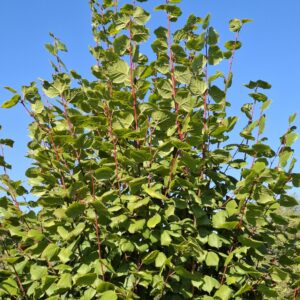 TILIA platyphyllos