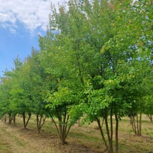 ACER buergerianum