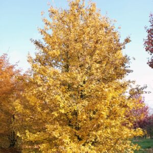 ACER campestre