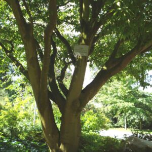 ACER carpinifolium