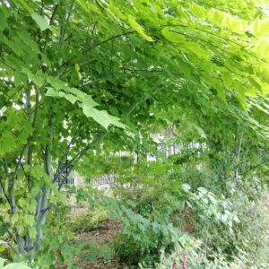ACER davidii