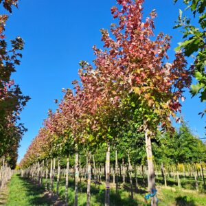 ACER freemanii 'Celebration'