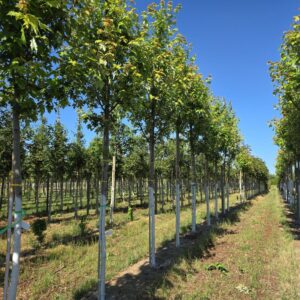 ACER freemanii 'Autumn Blaze'