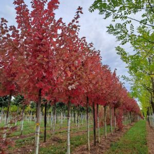 ACER freemanii 'Autumn Blaze'
