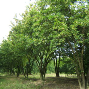 ACER ginnala