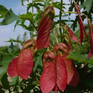 ACER heldreichii 'Trautvetteri'