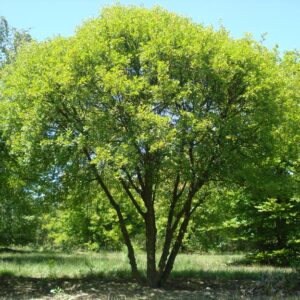 ACER monspessulanum