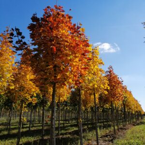 ACER platanoides 'Eurostar'