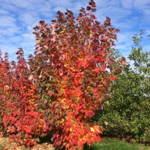 ACER rubrum 'Armstrong'