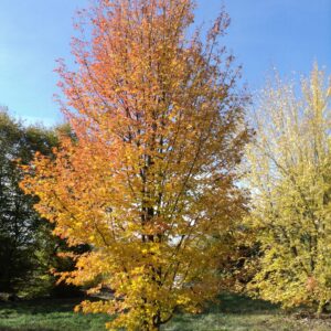ACER rubrum 'Gerling'