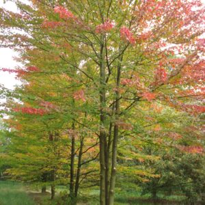 ACER rubrum 'October Glory'