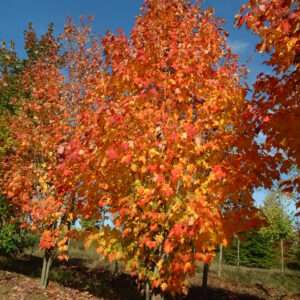 ACER rubrum 'Scanlon'