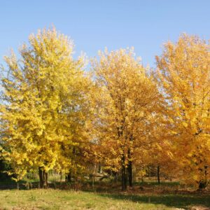 ACER saccharinum 'Dasycarpum'