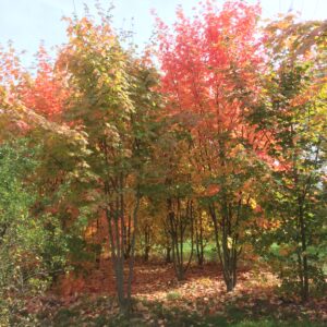 ACER saccharum