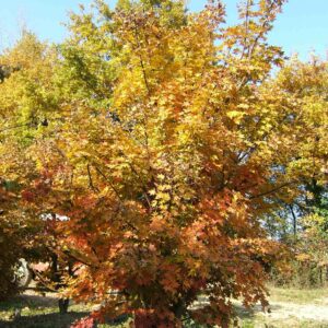 ACER sieboldianum