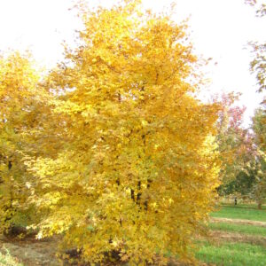 ACER zoeschense 'Annae'