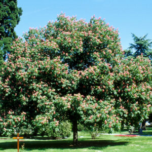 AESCULUS carnea 'Briotii'