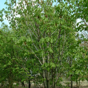 AESCULUS hippocastanum 'Baumannii'