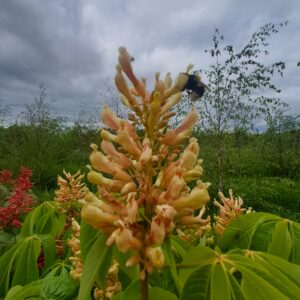 AESCULUS neglecta