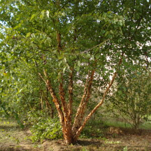 BETULA nigra