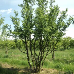 CARPINUS orientalis