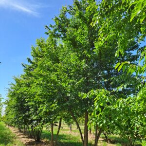 CARPINUS turczaninowii