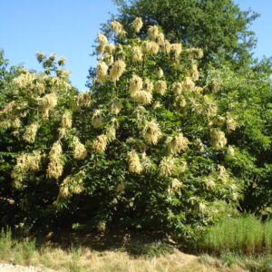 CASTANEA sativa