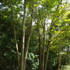 CEDRELA sinensis