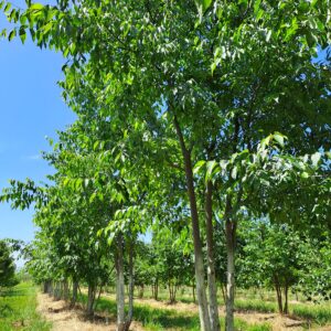 CELTIS australis