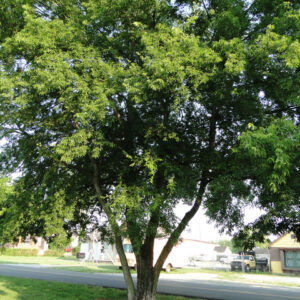 CELTIS laevigata