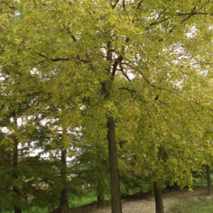CELTIS occidentalis