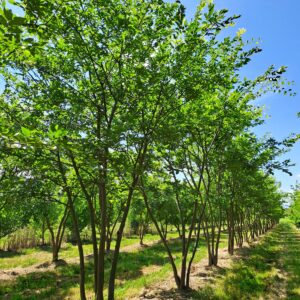 CELTIS sinensis