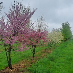 CERCIS canadensis