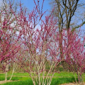 CERCIS chinensis