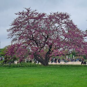 CERCIS siliquastrum