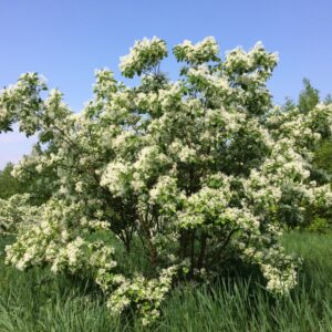 CHIONANTHUS retusus